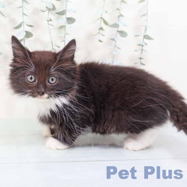 ノルウェージャンフォレストキャットの写真2