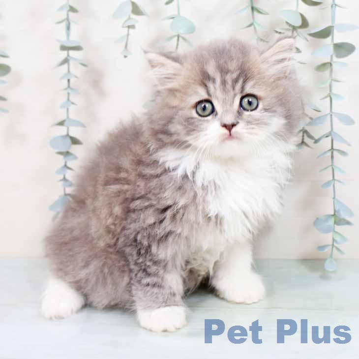 ブリティッシュショートヘア