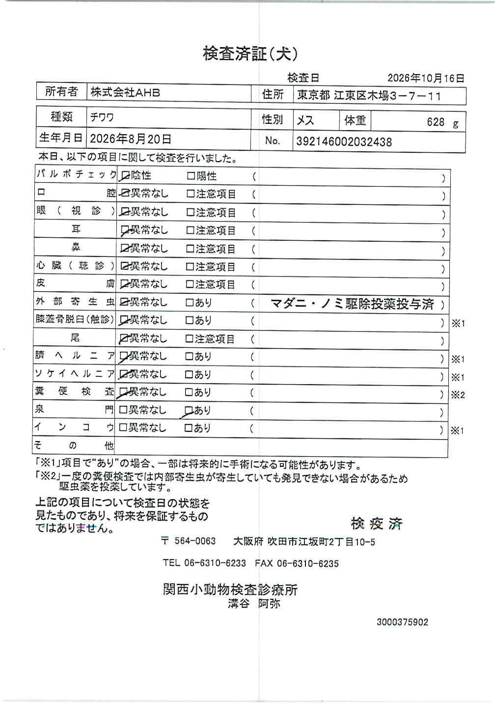 チワワ