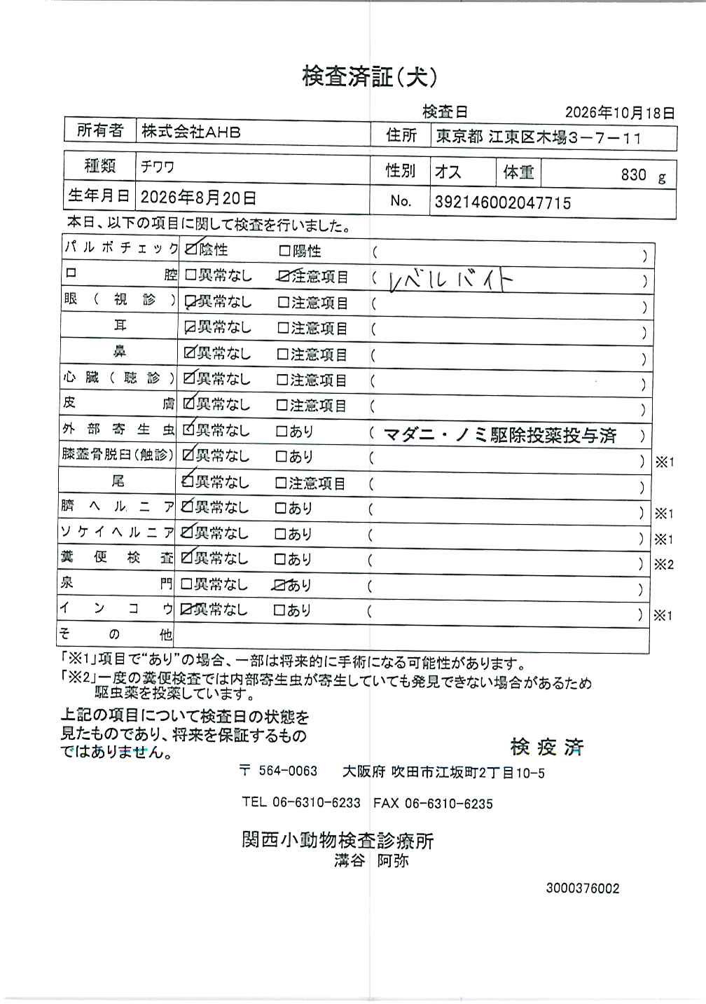 チワワ