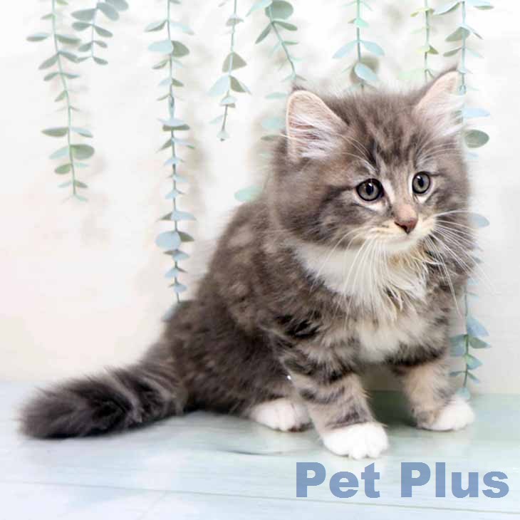 ノルウェージャンフォレストキャット