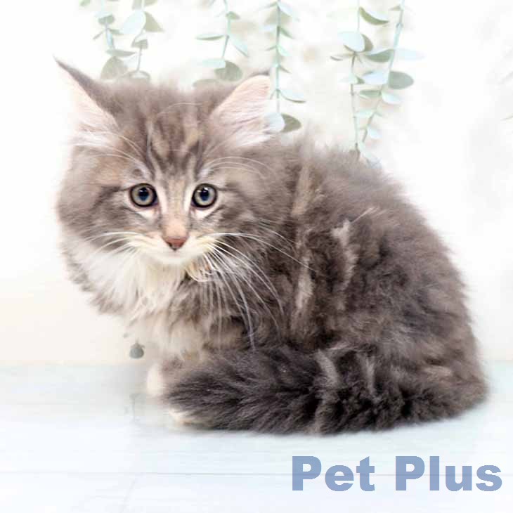 ノルウェージャンフォレストキャット