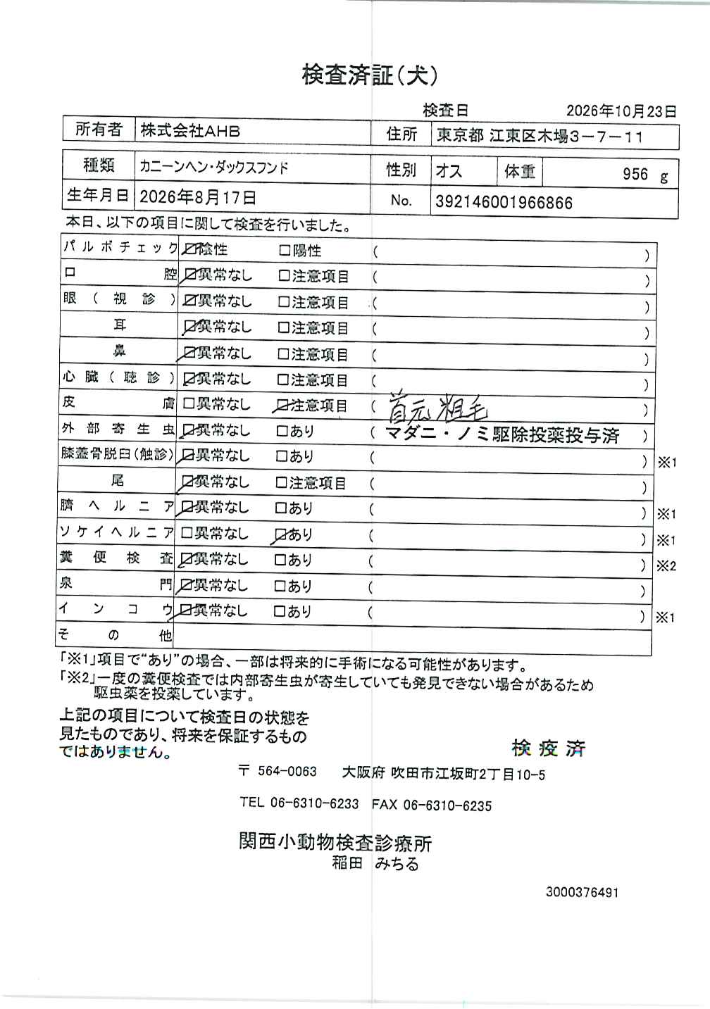 カニーンヘン・ダックスフンド