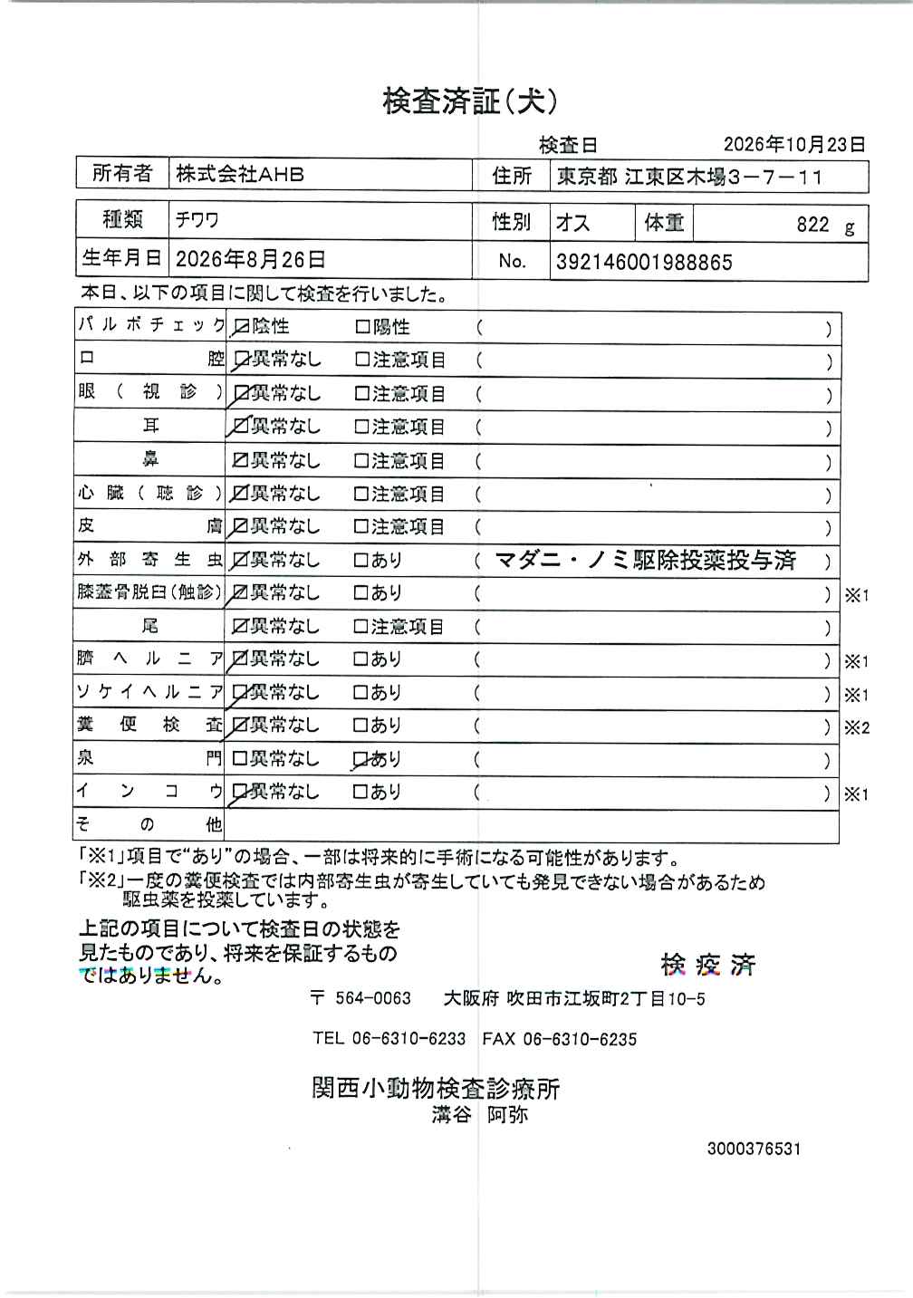 チワワ