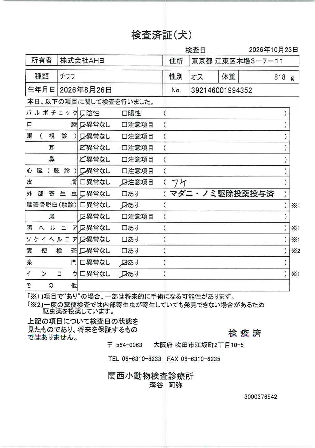 チワワ