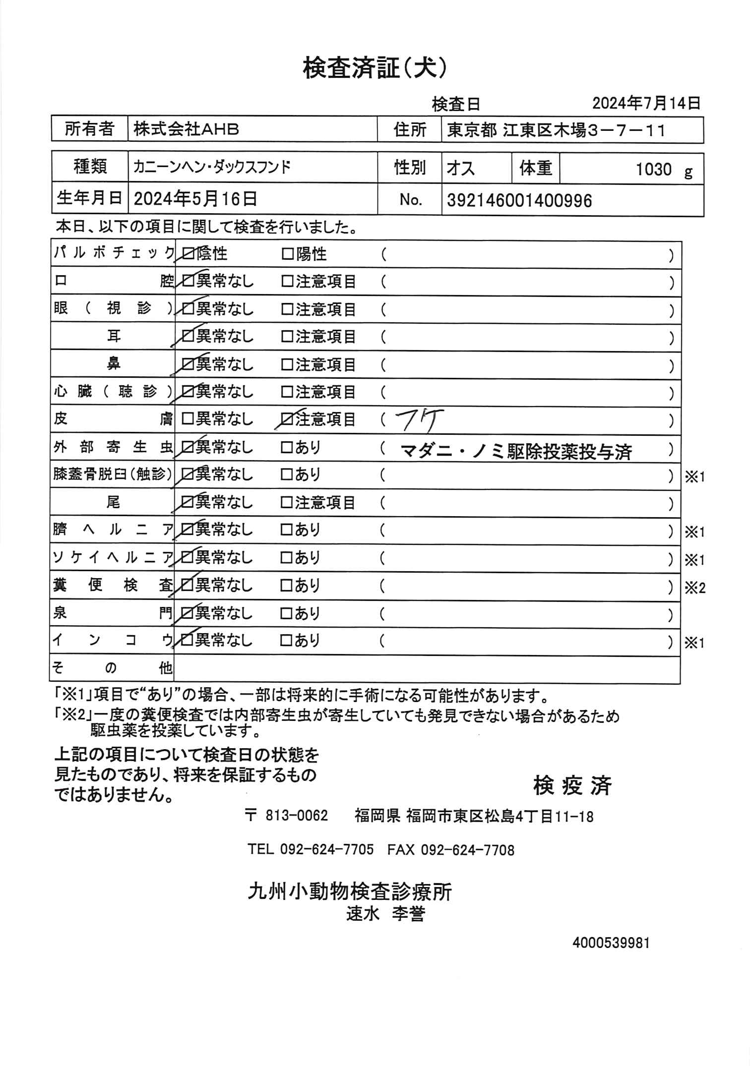 カニーンヘン・ダックスフンド