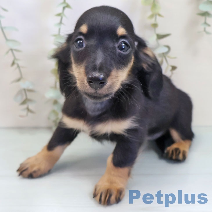 ミニチュア・ダックスフンド