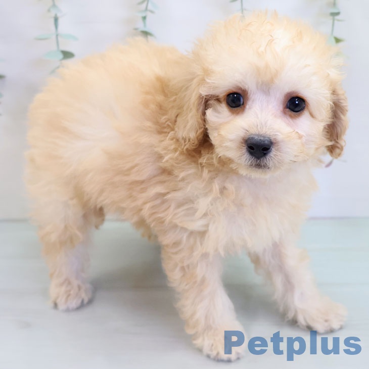 トイ・プードル