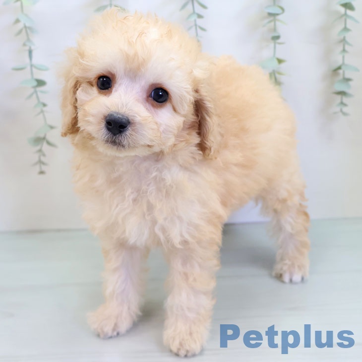 トイ・プードルの写真2