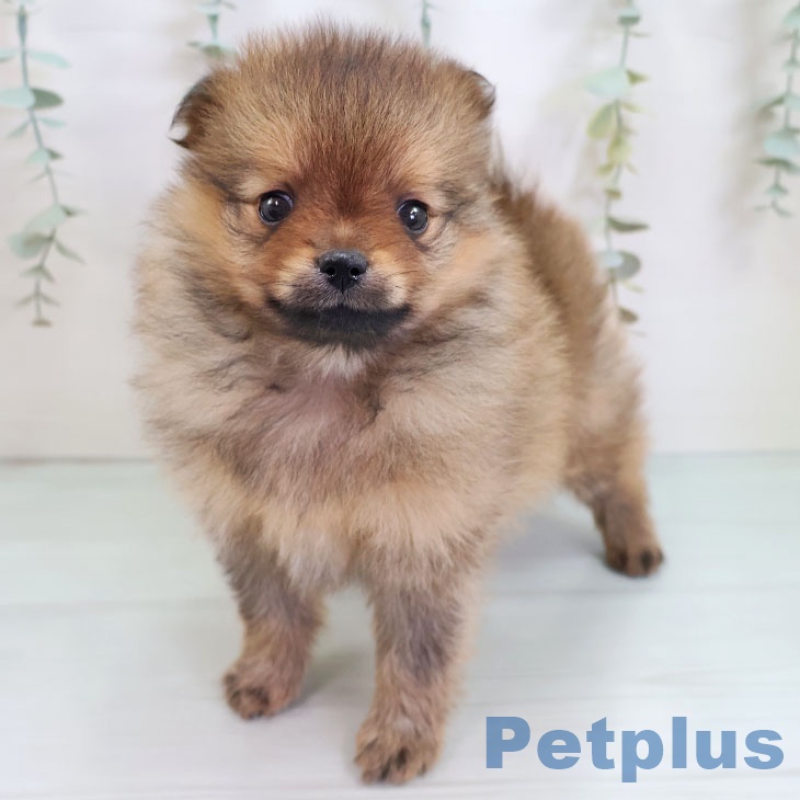 ポメラニアンの写真2