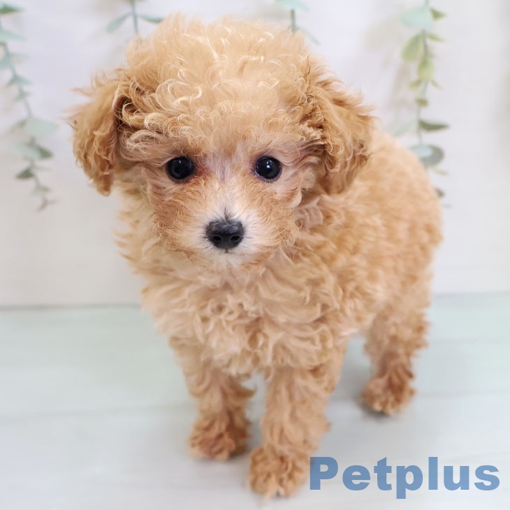 トイ・プードル