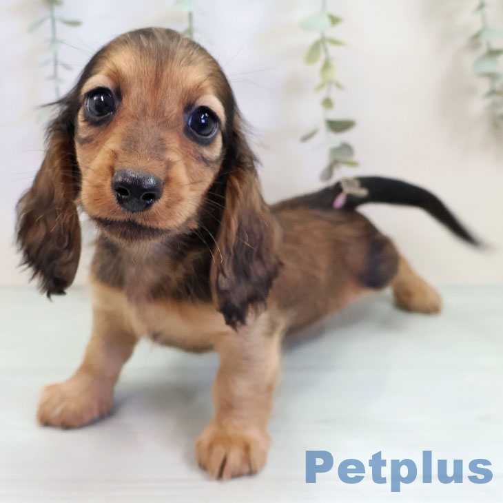 ミニチュア・ダックスフンド