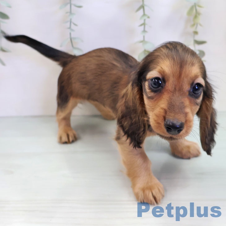 ミニチュア・ダックスフンドの写真2