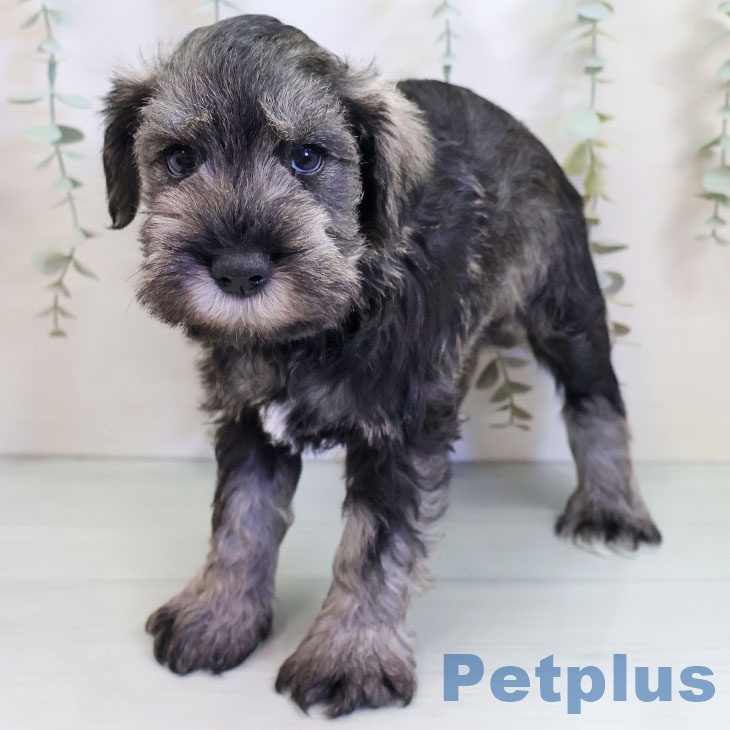 ミニチュア・シュナウザーの写真2