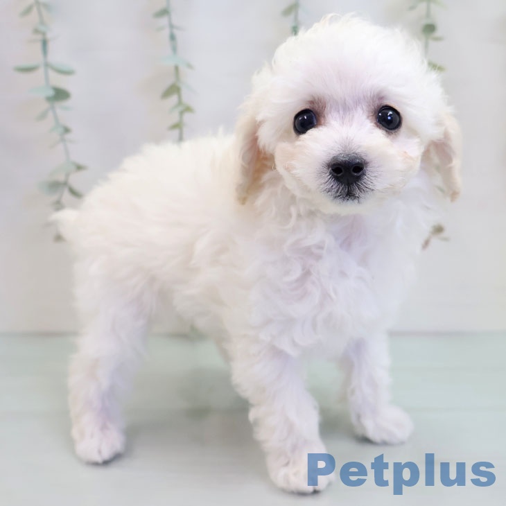 トイ・プードル