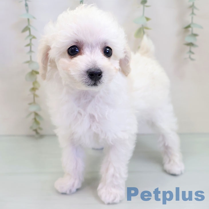 トイ・プードル