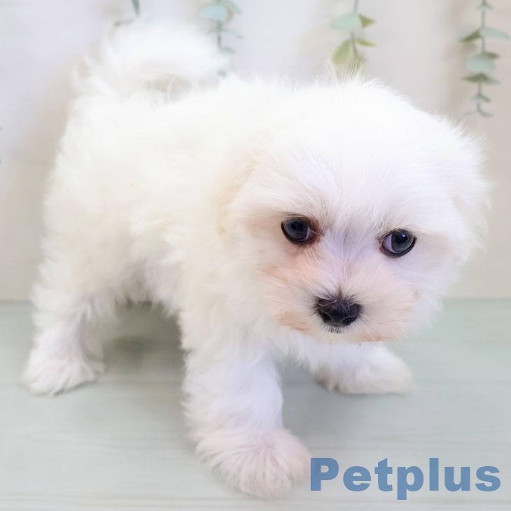 マルチーズの写真2