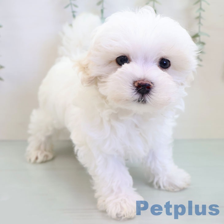 マルチーズの写真2