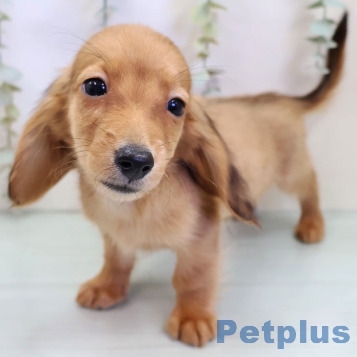 カニーンヘン・ダックスフンド