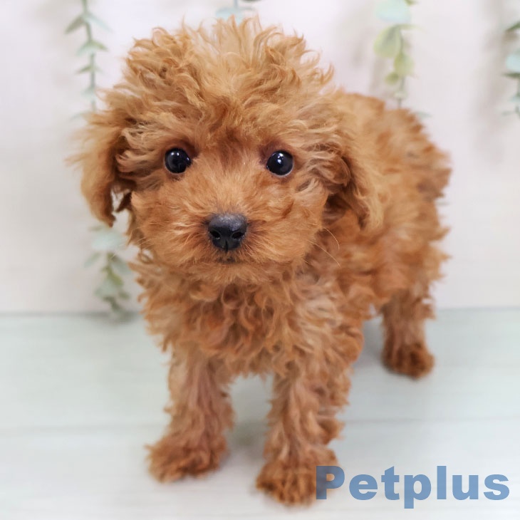 トイ・プードル