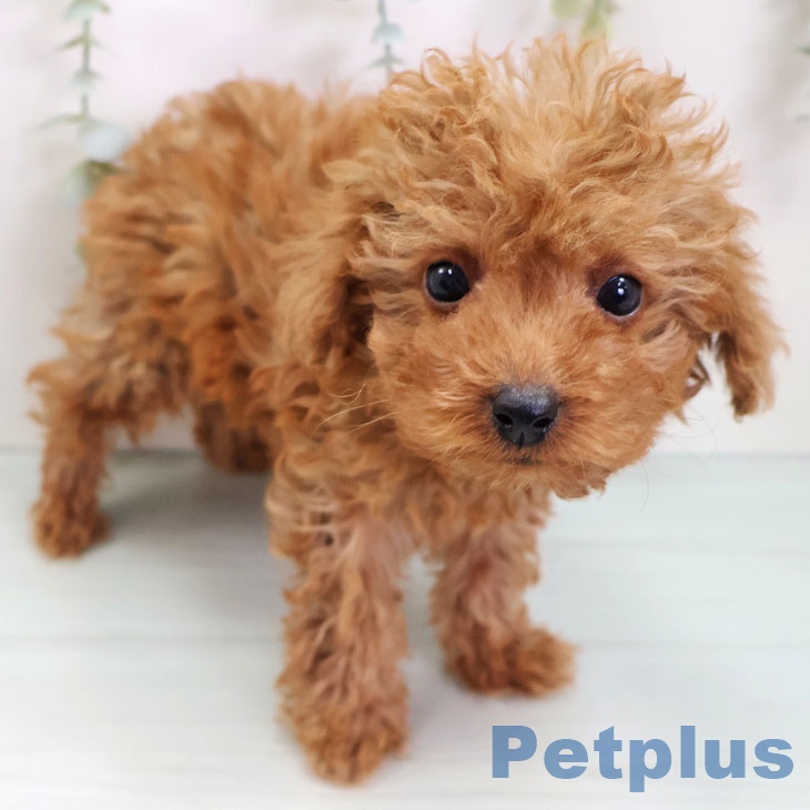 トイ・プードル