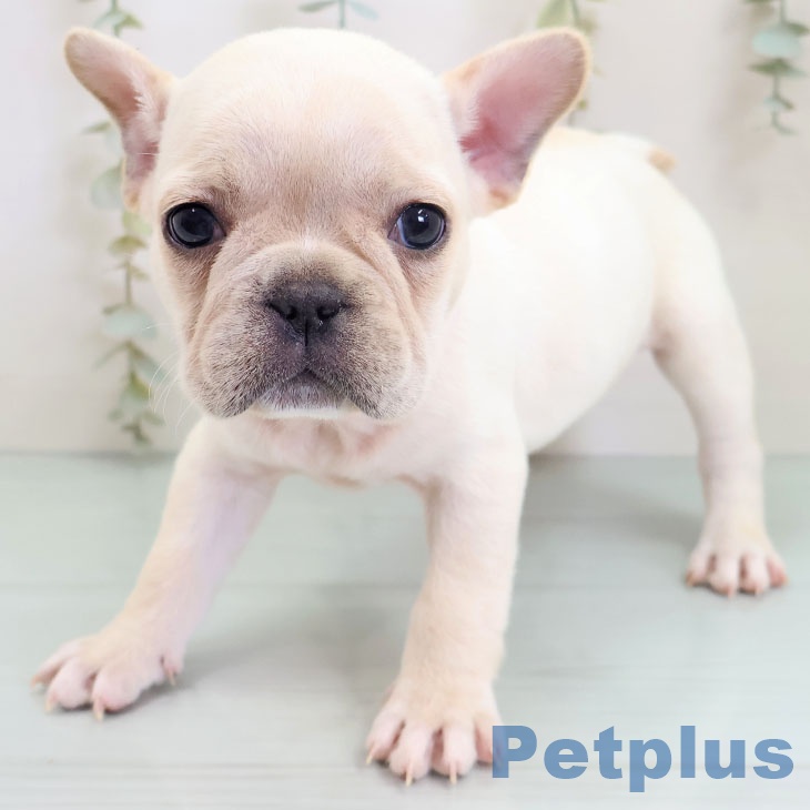 フレンチ・ブルドッグ