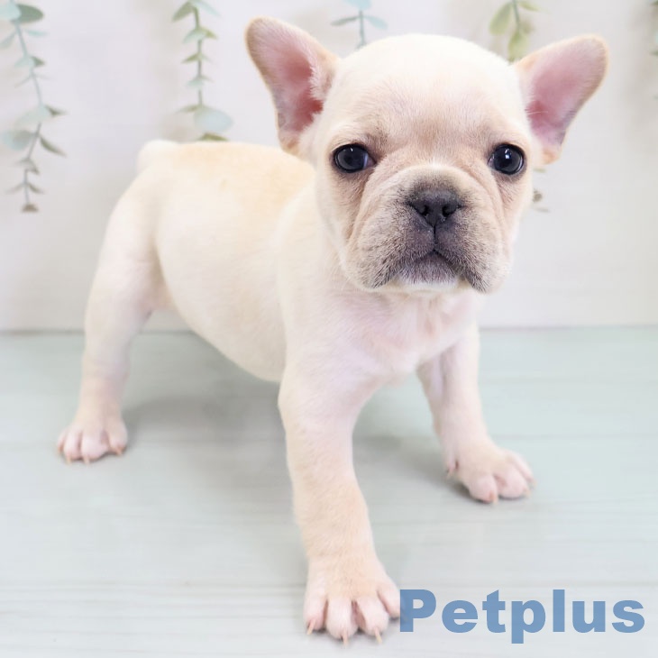 フレンチ・ブルドッグの写真2