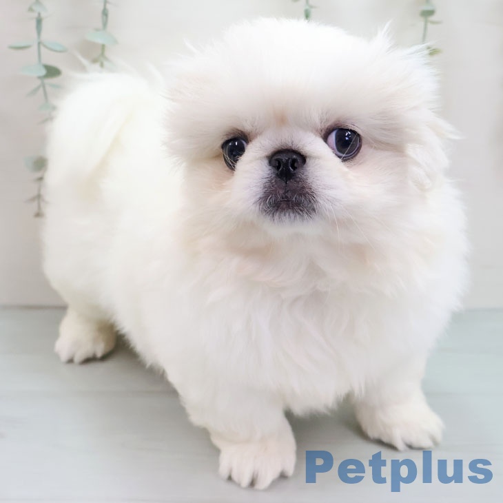 ペキニーズの写真2