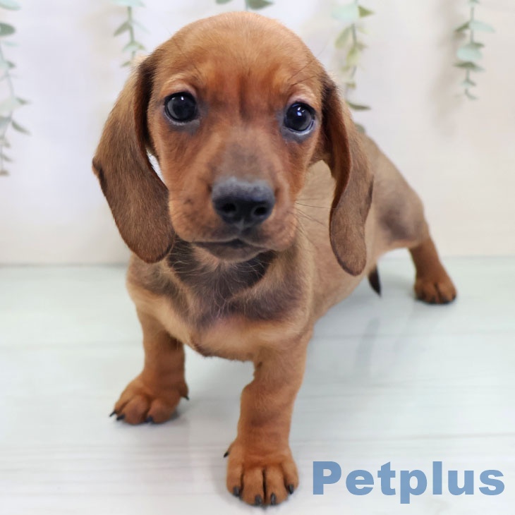 ミニチュア・ダックスフンド