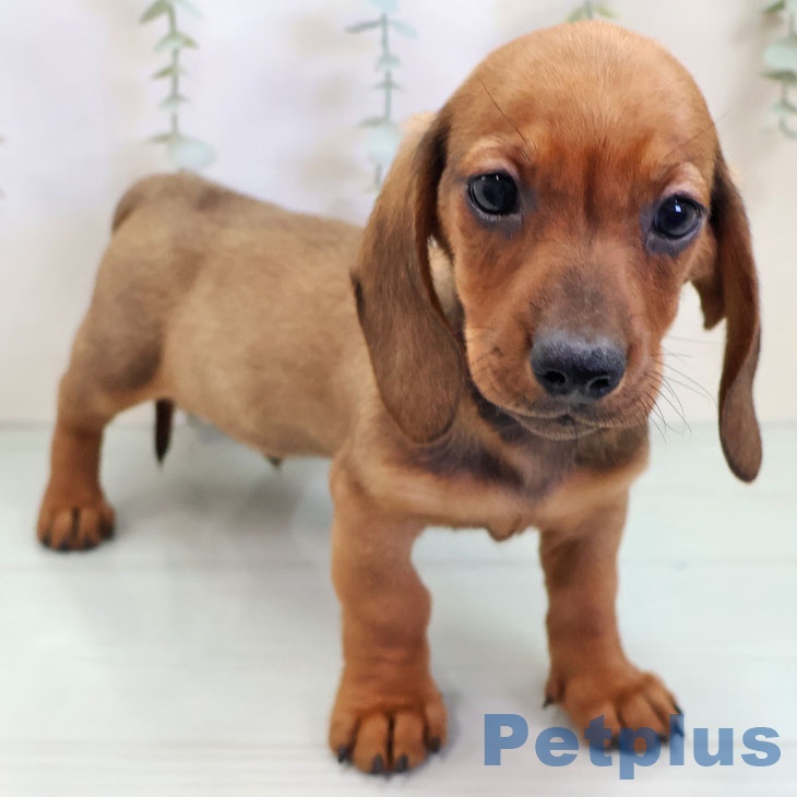 ミニチュア・ダックスフンドの写真2