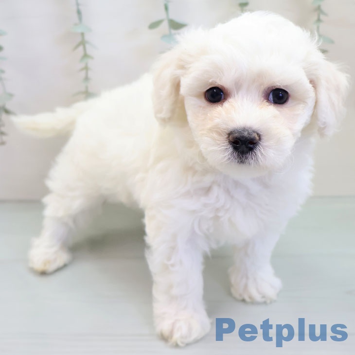 ビション・フリーゼ