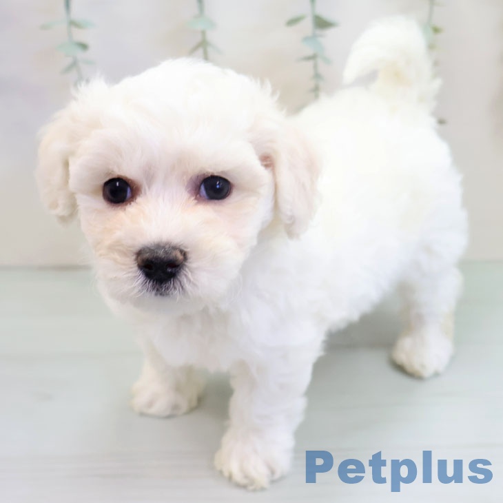 ビション・フリーゼの写真2