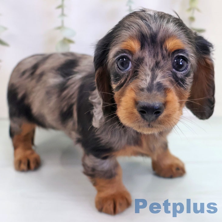 ミニチュア・ダックスフンド