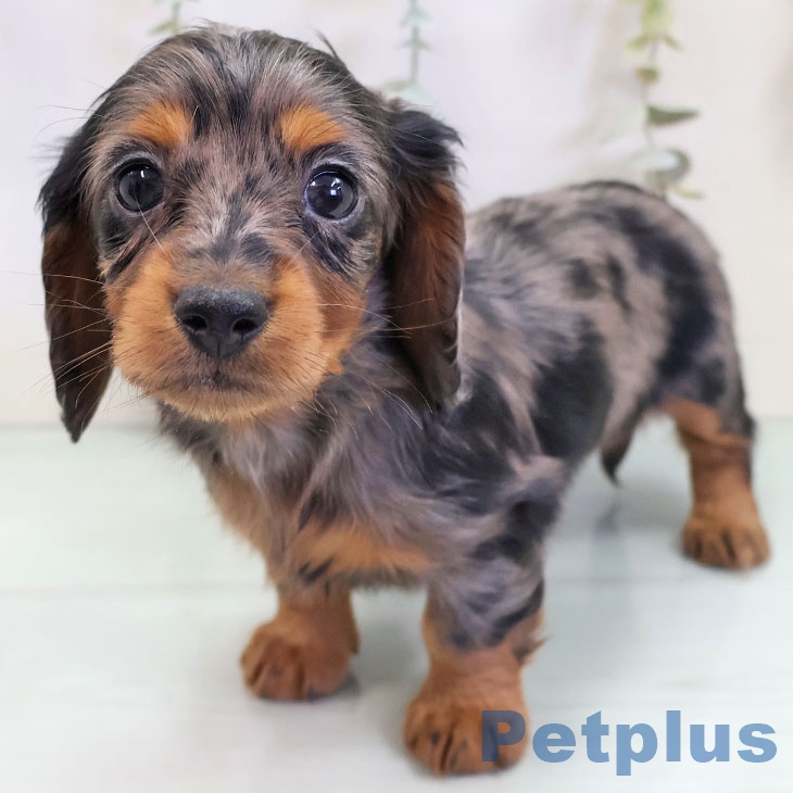 ミニチュア・ダックスフンドの写真2