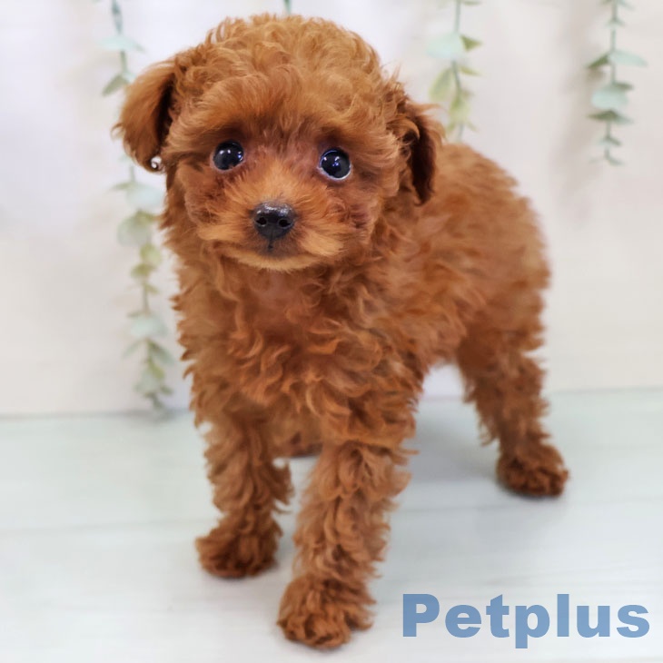 トイ・プードル