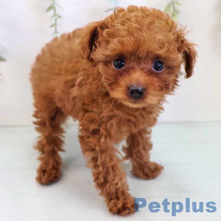 トイ・プードルの写真2