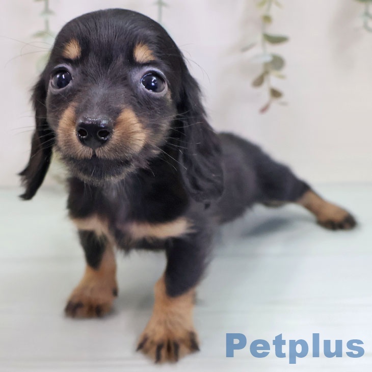 ミニチュア・ダックスフンド