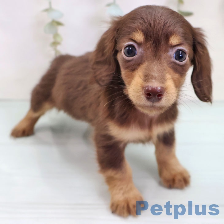 ミニチュア・ダックスフンド