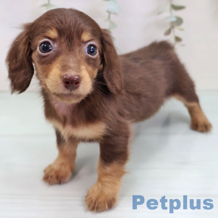 ミニチュア・ダックスフンドの写真2