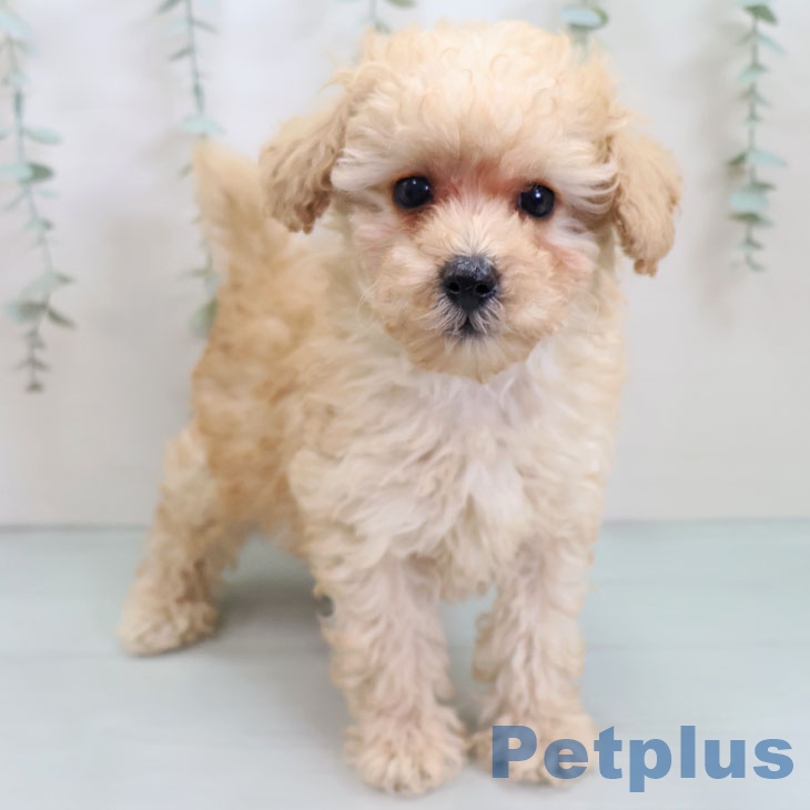 トイ・プードル