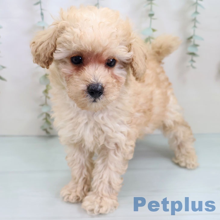 トイ・プードル