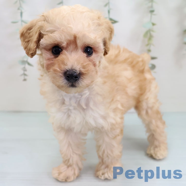 トイ・プードル