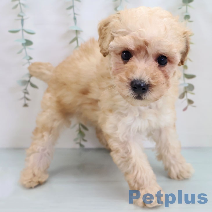 トイ・プードル