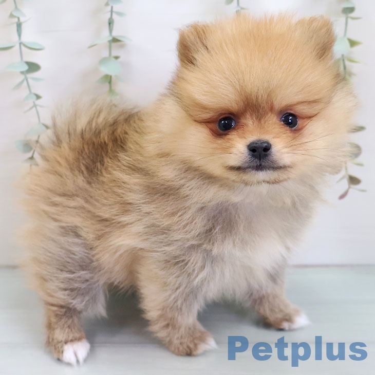 ポメラニアンの写真2