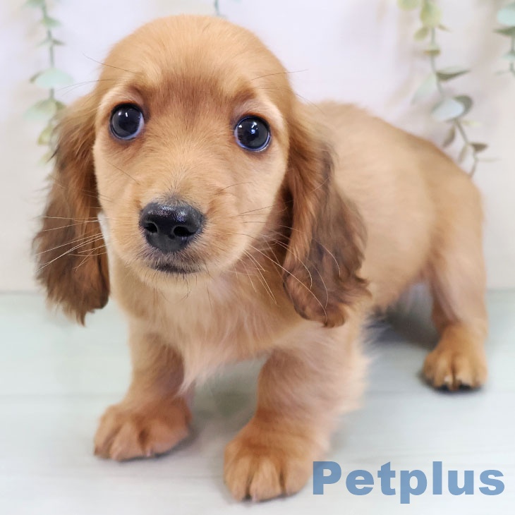 ミニチュア・ダックスフンド