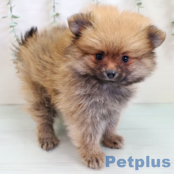 ポメラニアンの写真2