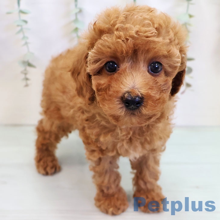 トイ・プードル