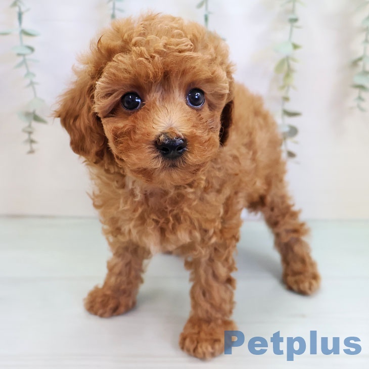 トイ・プードルの写真2