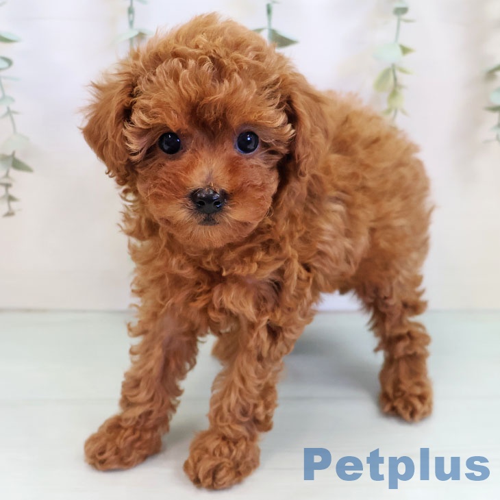 トイ・プードル