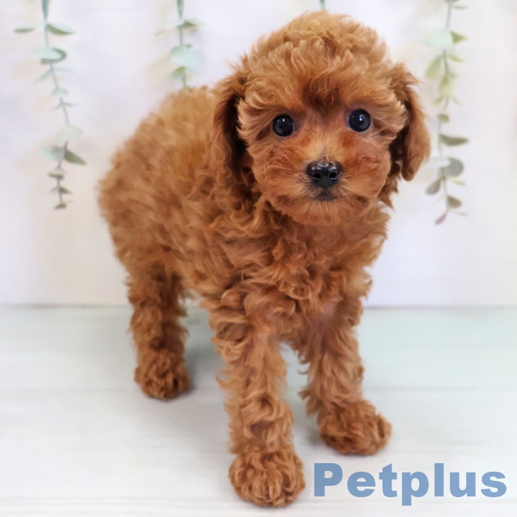 トイ・プードル